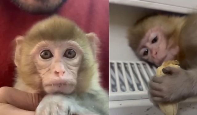 Yasa Dışı Olarak Bulundurulan Makak Yavrusu Kurtarıldı