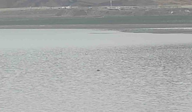 Sahibinden Kaçan İnek Gölette Telef Oldu