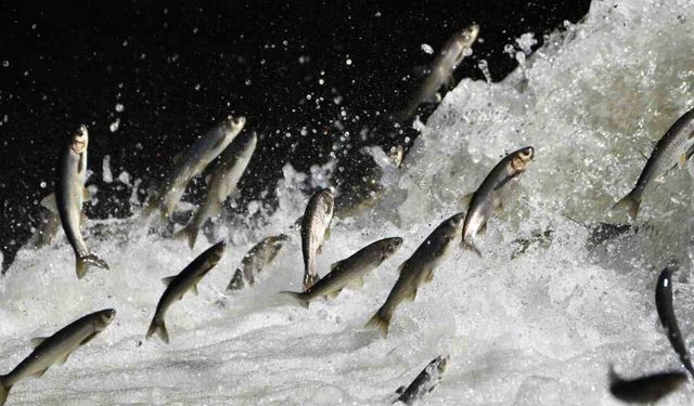 İnci Kefalinin Nesli Tehlike Altında!