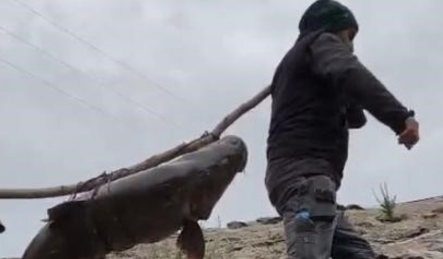 Murat Nehri’nde 60 Kiloluk Dev Turna Balığı Yakalandı