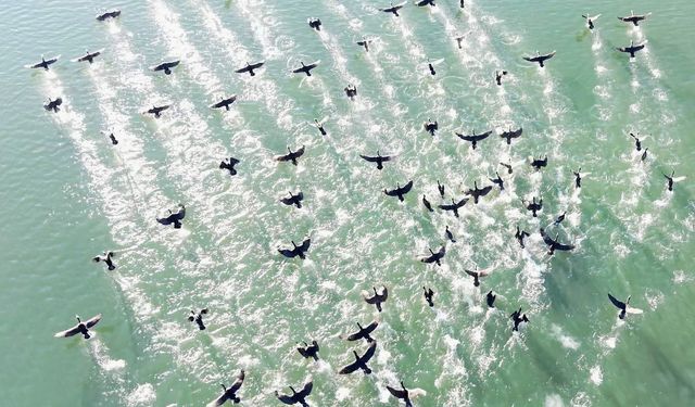 Elazığ'da Karabatakların Oluşturduğu Muhteşem Manzara