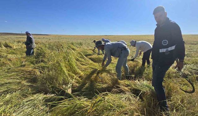 Diyarbakır'ın Tescilli Ürünü, Zengin Mineral Oranıyla Dikkat Çekiyor