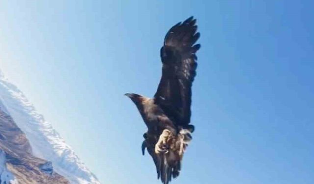 Tunceli'de Drona Kartal Saldırdı