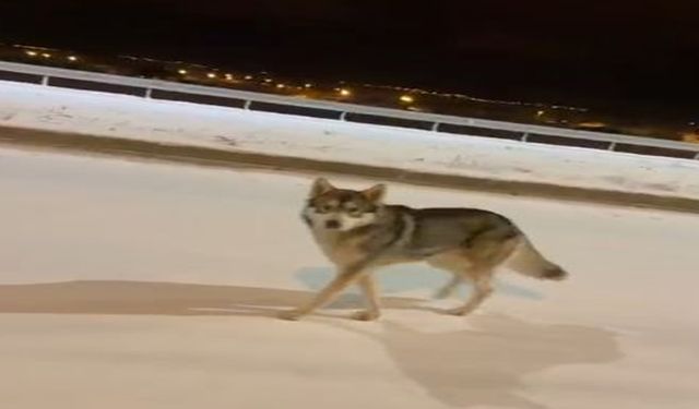 Ardahan'da Kurt Görüntülendi