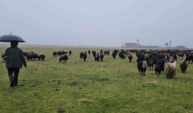 Muş'un İlçesinde Hava Sıcaklığı Besiciye Yaradı