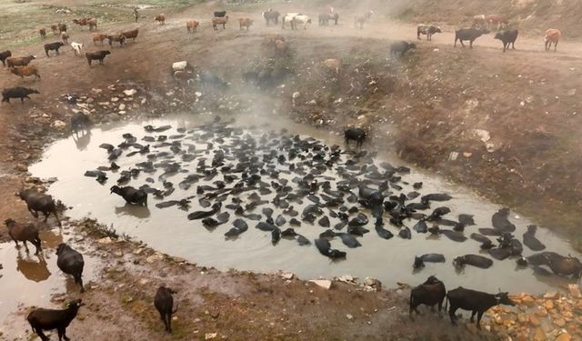 Bitlis'te Sürüler Halindeki Mandalar Kaplıcada