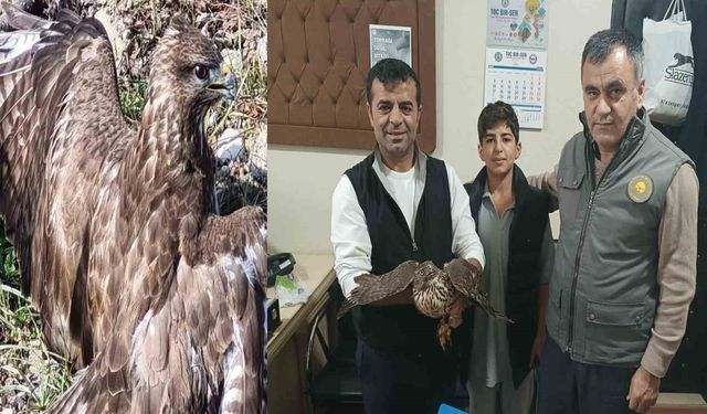 Muş'ta Yaralı Halde Bulunan Şahin, Koruma Altına Alındı