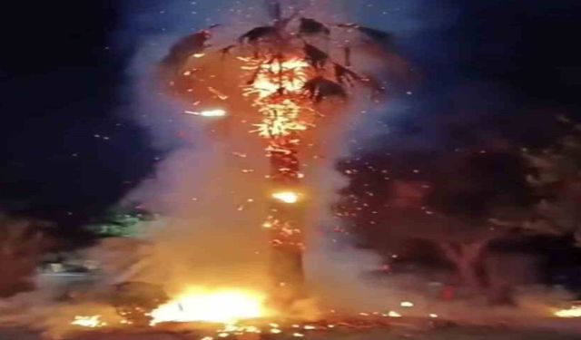 Mardin'de Parktaki Palmiye Ağacını Yaktılar