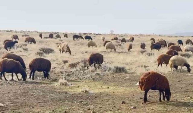 Patnos'ta Kar Yağmaması, Besicileri Sevindirdi