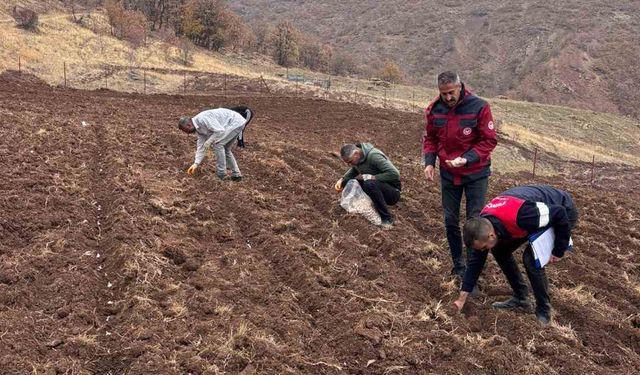 Tunceli Sarımsağı Yaygınlaşıyor Projesi ile Ekim Çalışması Yapıldı