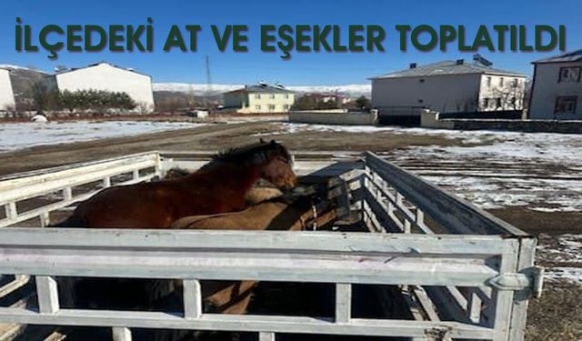 Bingöl’ün İlçesinde Başıboş At ve Eşekler Toplatıldı