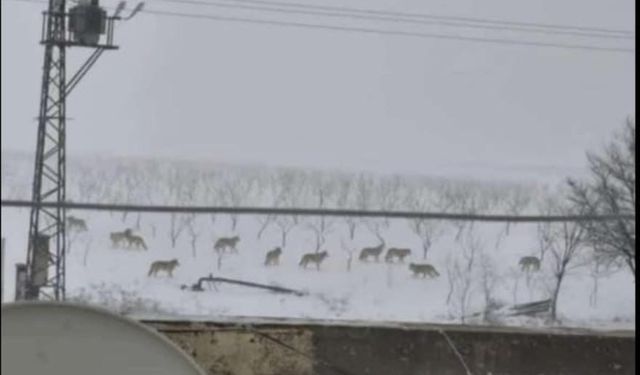 Mardin Kırsalında Kurt Sürüsü Paniği!
