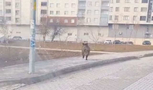 Tatvan'da Yaban Domuzu İlçe Merkezine İndi