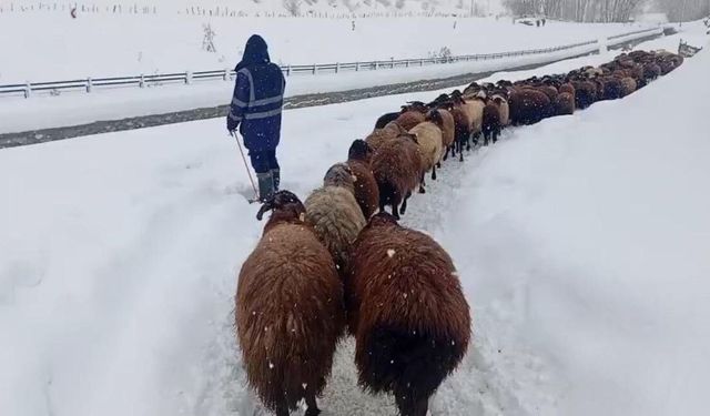 Karlıova’da Ağır Kış Koşulları Hayvancılığı Zorluyor