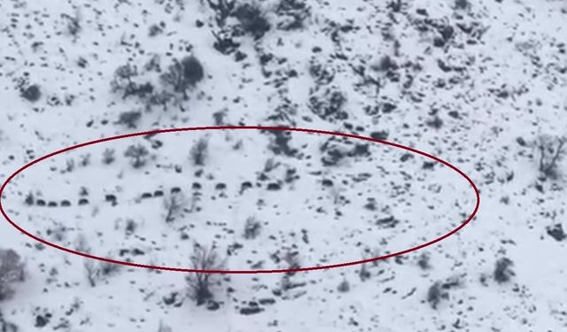 Yaban Domuzları Sürü Halinde Görüntülendi