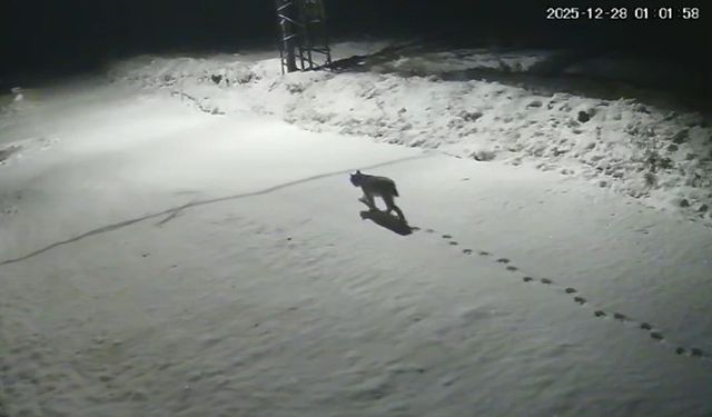 Malatya'da ‘vaşak görüntülendi