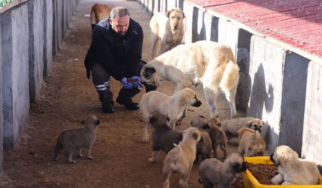 Bingöl’de Dondurucu Soğuklarda Sokak Hayvanlarına Yardım Eli!