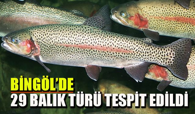 Bingöl’de 29 Balık Türü Tespit Edildi