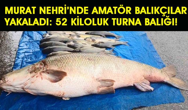 Murat Nehri'nde Yakalandı: 52 Kiloluk Turna Balığı!