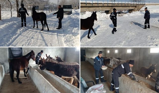 İlçe Belediyesi, Ölüme Terk Edilen Hayvanlara Sahip Çıktı