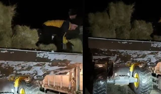 Bingöl'de Mahsur Kalan Hayvanlara Kepçe ile Yiyecek Taşındı