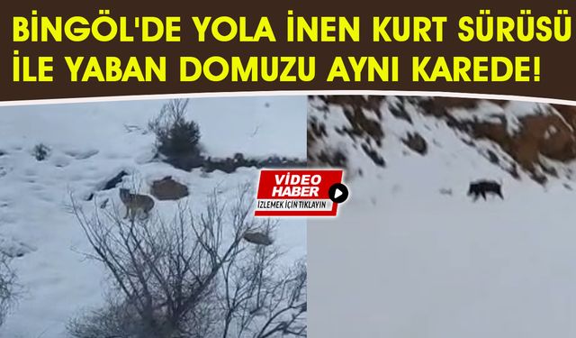Bingöl'de Yola İnen Kurtlar ile Yaban Domuzu Aynı Karede!