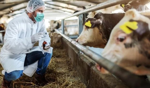 Şap hastalığından zarar gören üreticiler desteklenmeli!