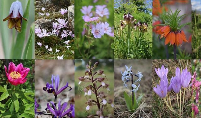 Bingöl’de yetişen 56 bitkinin peyzaj tasarımında kullanılabileceği belirlendi