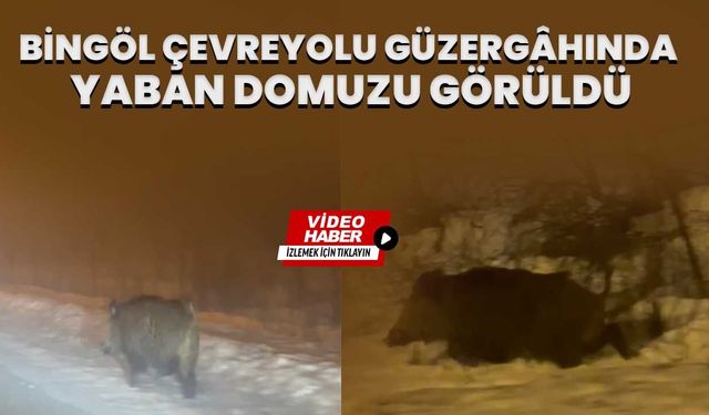 Bingöl Çevreyolu Güzergâhında Yaban Domuzu Görüldü