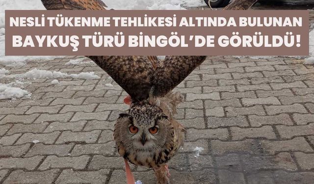 Nesli Tükenme Tehlikesi Altında Bulunan Baykuş Türü Bingöl’de Görüldü!