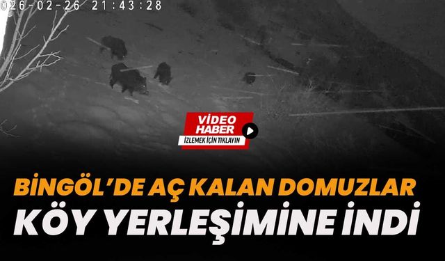 Bingöl’de Aç Kalan Domuzlar Köy Yerleşimine İndi
