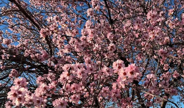 Mardin'de Bademler Çiçeklendi