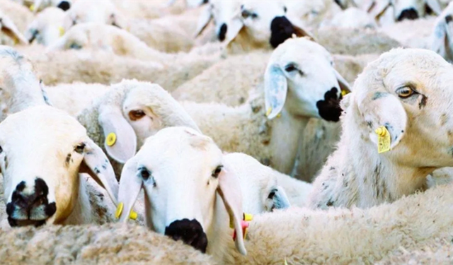 Küçükbaş destek projesi başlıyor