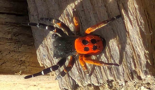 Elazığ’da Nadir Tür Görüntülendi