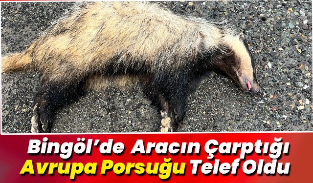 Bingöl’de Aracın Çarptığı Avrupa Porsuğu Telef Oldu