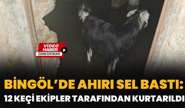 Bingöl’de Ahırı Sel Bastı: 12 Keçi Ekipler Tarafından Kurtarıldı