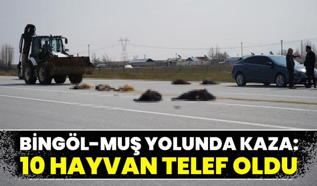 Bingöl-Muş Karayolunda Kaza: 10 Hayvan Telef Oldu