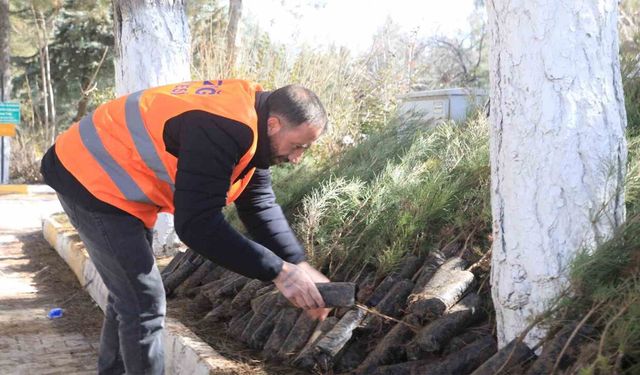 Belediyeden Ağaçlandırma Çalışmalarına Destek