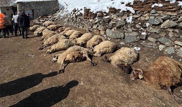 Van'da Ahır Yangını: 68 Hayvan Telef Oldu