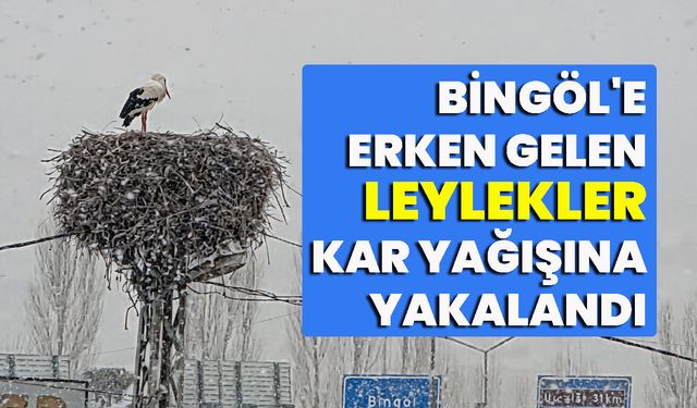 Bingöl'e erken gelen leylekler kara yakalandı