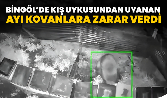 Bingöl’de Kış Uykusundan Uyanan Ayı Kovanlara Zarar Verdi