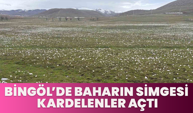 Bingöl’de Baharın Simgesi Kardelenler Açtı