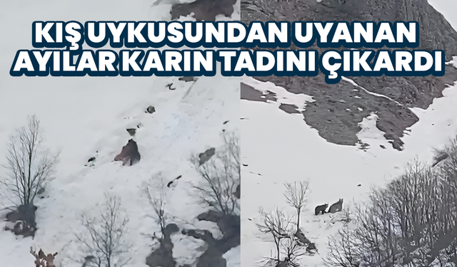 Kış Uykusundan Uyanan Ayılar Karın Tadını Çıkardı