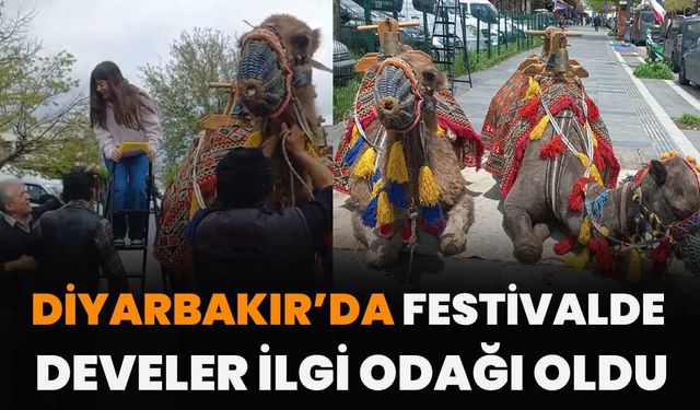 Diyarbakır’da Festivalde Develer İlgi Odağı Oldu