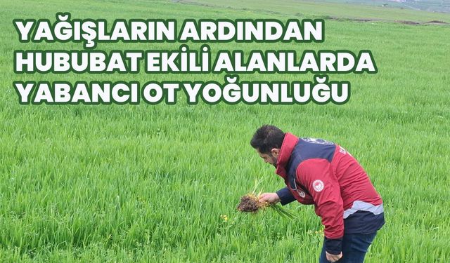 Bingöl’de Kuvvetli Yağışın Ardından Ekili Alanlarda İnceleme