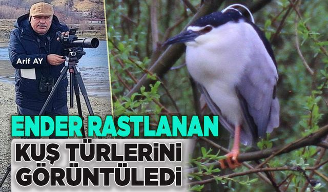 Bingöl’de Ender Rastlanan 15 Kuş Türünü Görüntüledi!