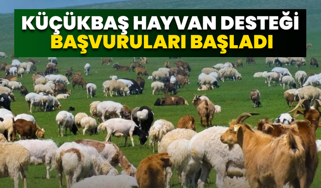 Küçükbaş Hayvan Desteği Başvuruları Başladı