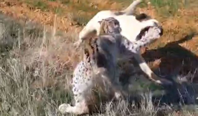 Malatya'da Nesli Tükenme Tehdidi Altındaki Vaşağın Köpekle Kapışması