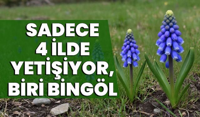 Sadece 4 İlde Yetişiyor, Biri Bingöl