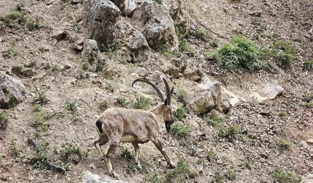 Dağ Keçileri Görüntülendi